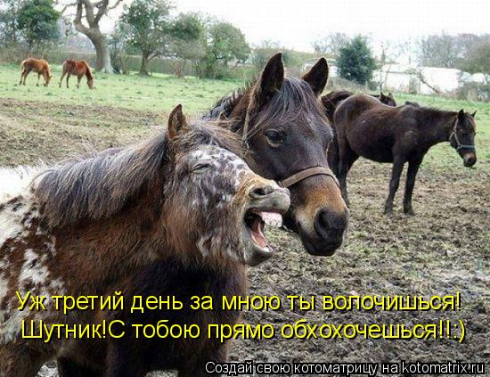 Котоматрица: Уж третий день за мною ты волочишься! Шутник!С тобою прямо обхохочешься!!:)