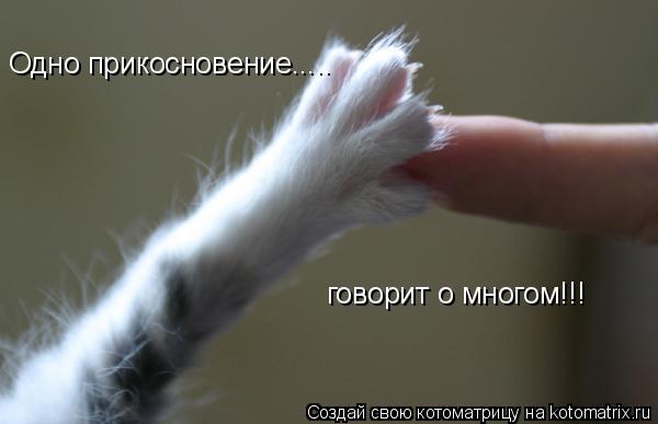 Котоматрица: Одно прикосновение..... говорит о многом!!!