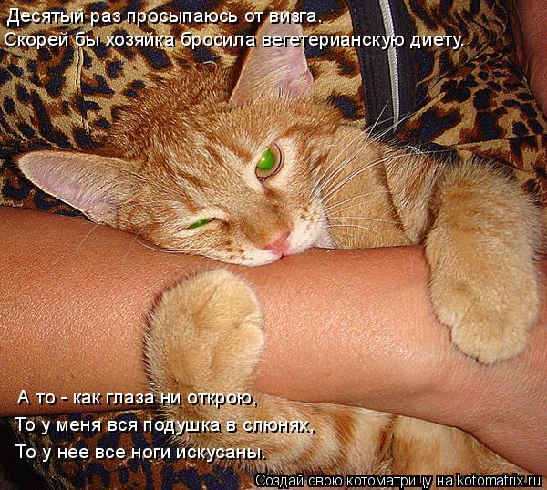 Котоматрица: Десятый раз просыпаюсь от визга. Скорей бы хозяйка бросила вегетерианскую диету. А то - как глаза ни открою, То у меня вся подушка в слюнях, Т
