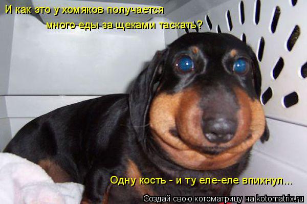 И как это у хомяков получается много еды за щеками таскать? Одну кость - и ту еле-еле впихнул...... Котоматрица: И как это у хомяков получается много еды за щеками таскать? Одну кость - и ту еле-еле впихнул...