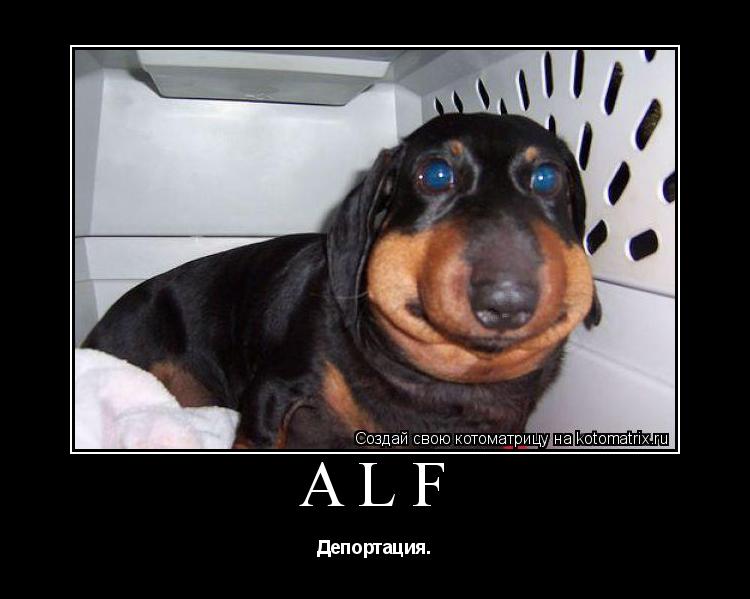 ALF Депортация.... Котоматрица: ALF Депортация.