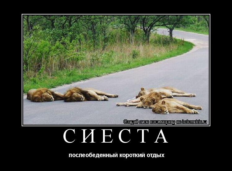 Сиеста послеобеденный короткий отдых... Котоматрица: Сиеста послеобеденный короткий отдых