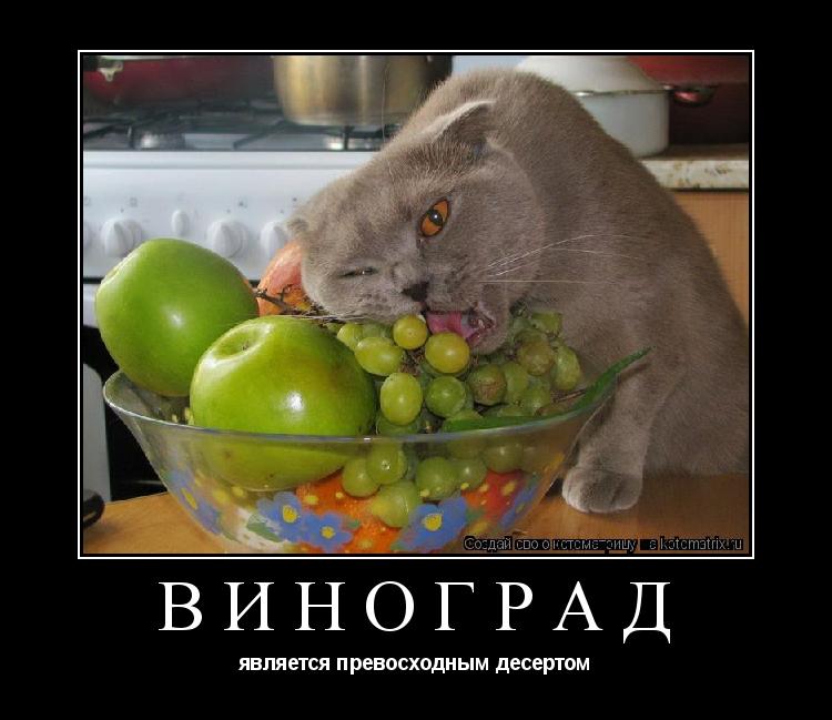 виноград является превосходным десертом... Котоматрица: виноград является превосходным десертом