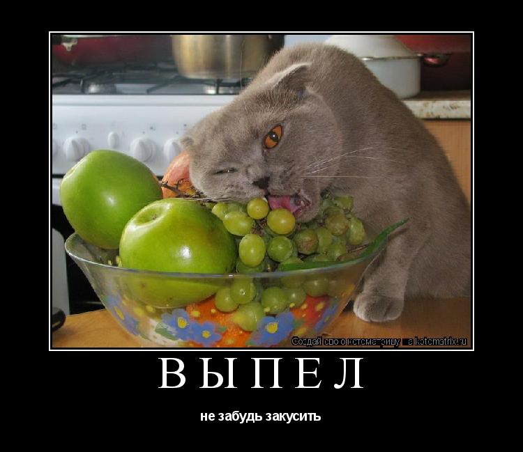 выпел не забудь закусить... Котоматрица: выпел не забудь закусить