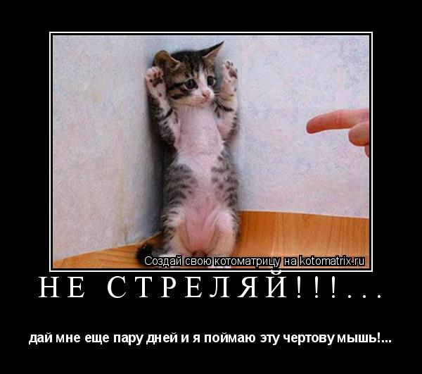 Не стреляй!!!... дай мне еще пару дней и я поймаю эту чертову мышь!...... Котоматрица: Не стреляй!!!... дай мне еще пару дней и я поймаю эту чертову мышь!...