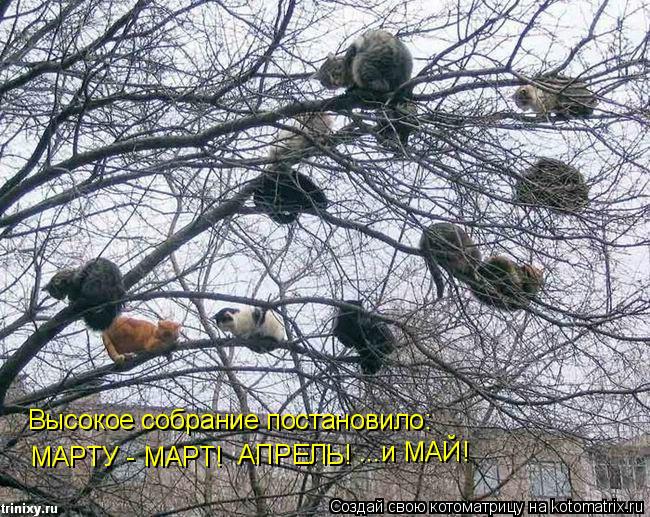 МАРТУ - МАРТ! АПРЕЛЬ! ...и МАЙ! Высокое собрание постановило:... Котоматрица: МАРТУ - МАРТ! АПРЕЛЬ! ...и МАЙ! Высокое собрание постановило: