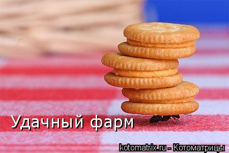 Удачный фарм... Котоматрица: Удачный фарм