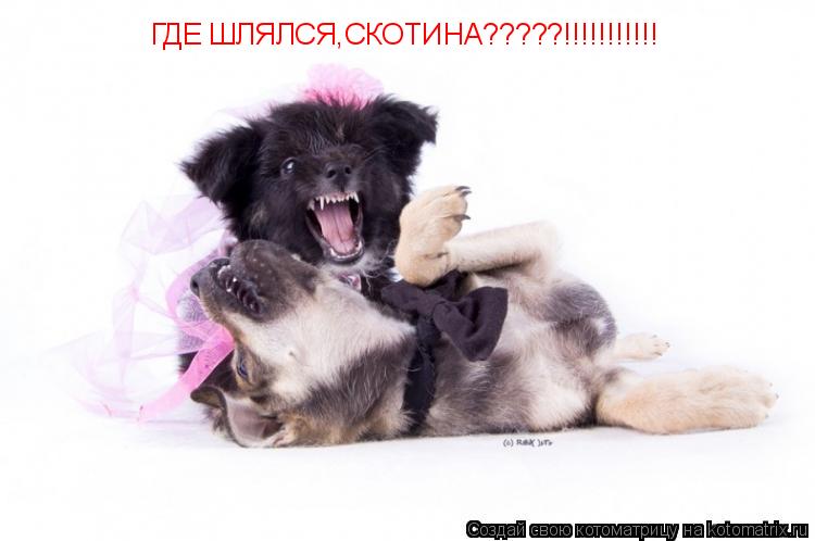 ГДЕ ШЛЯЛСЯ,СКОТИНА?????!!!!!!!!!!!... Котоматрица: ГДЕ ШЛЯЛСЯ,СКОТИНА?????!!!!!!!!!!!