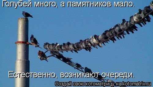 Котоматрица: Голубей много, а памятников мало. Естественно, возникают очереди.