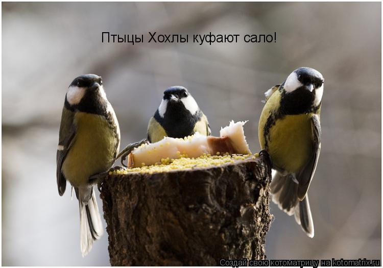Птыцы Хохлы куфают сало!... Котоматрица: Птыцы Хохлы куфают сало!