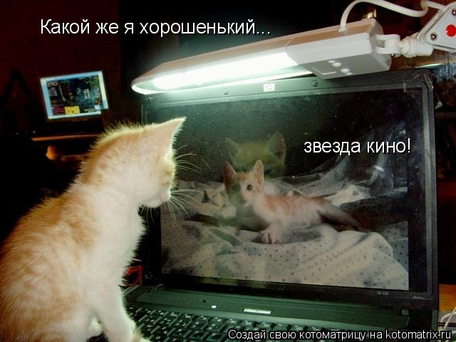 Какой же я хорошенький... звезда кино!... Котоматрица: Какой же я хорошенький... звезда кино!