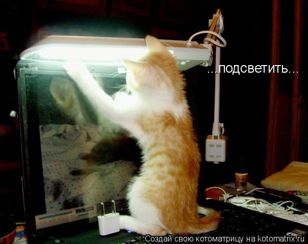 ...подсветить...... Котоматрица: ...подсветить...