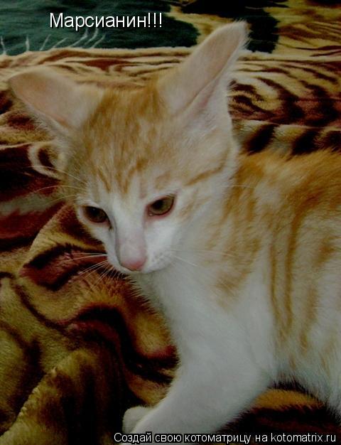 Марсианин!!!... Котоматрица: Марсианин!!!