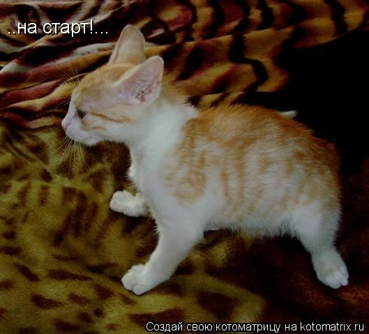 ..на старт!...... Котоматрица: ..на старт!...