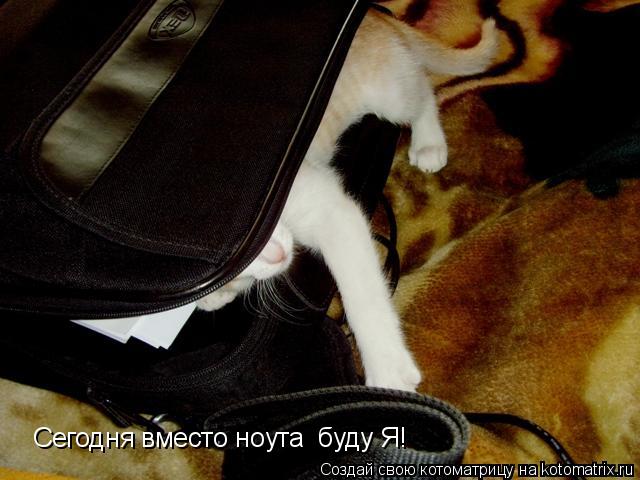 Сегодня вместо ноута буду Я!... Котоматрица: Сегодня вместо ноута буду Я!