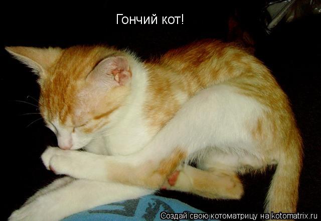 Гончий кот!... Котоматрица: Гончий кот!