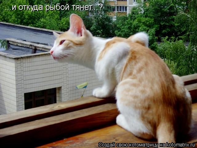...и откуда рыбой тянет...?... Котоматрица: ...и откуда рыбой тянет...?