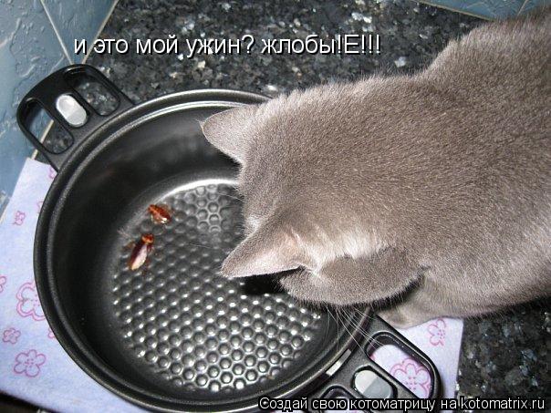 и это мой ужин? жлобы!Е!!!... Котоматрица: и это мой ужин? жлобы!Е!!!