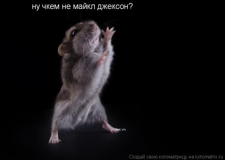 ну чкем не майкл джексон?... Котоматрица: ну чкем не майкл джексон?