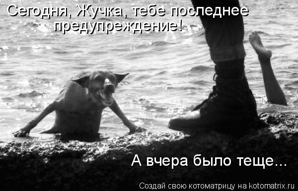 Сегодня, Жучка, тебе последнее предупреждение! А вчера было теще...... Котоматрица: Сегодня, Жучка, тебе последнее предупреждение! А вчера было теще...