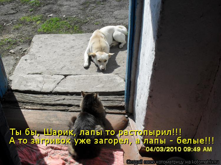 Ты бы, Шарик, лапы то растопырил!!! А то загривок уже загорел, а лапы - белые!!!... Котоматрица: Ты бы, Шарик, лапы то растопырил!!! А то загривок уже загорел, а лапы - белые!!!