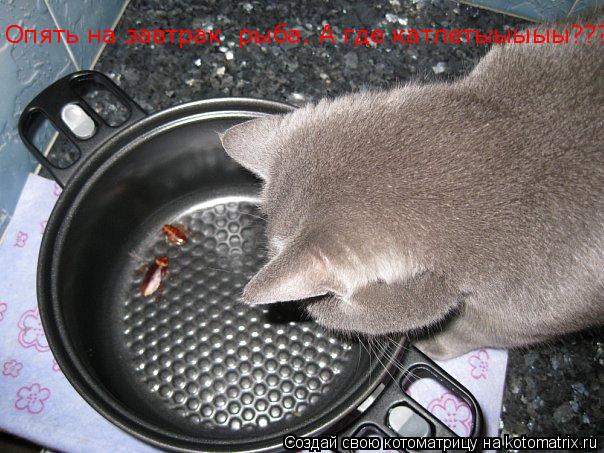 Опять на завтрак рыба. А где катлетыыыыы?????... Котоматрица: Опять на завтрак рыба. А где катлетыыыыы?????