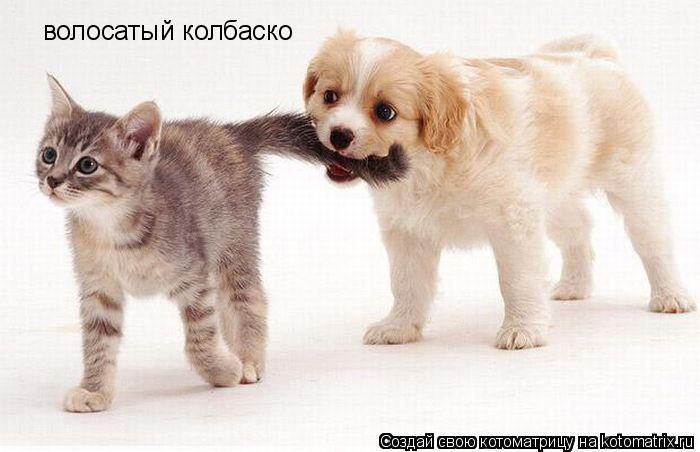 волосатый колбаско... Котоматрица: волосатый колбаско