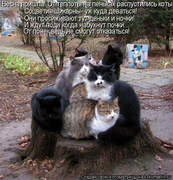 Весна пришла! От теплоты на пеньках распустились коты! Соцветия шикарны- уж куда деваться! Они просиж... Котоматрица: Весна пришла! От теплоты на пеньках распустились коты! Соцветия шикарны- уж куда деваться! Они просиживают тут деньки и ночки! И ждут поди ко