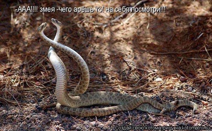 -ААА!!!! змея -чего арёшь то! на себя посмотри!!!... Котоматрица: -ААА!!!! змея -чего арёшь то! на себя посмотри!!!