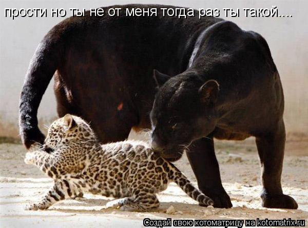 прости но ты не от меня тогда раз ты такой....... Котоматрица: прости но ты не от меня тогда раз ты такой....