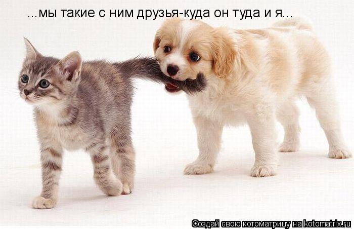...мы такие с ним друзья-куда он туда и я...... Котоматрица: ...мы такие с ним друзья-куда он туда и я...