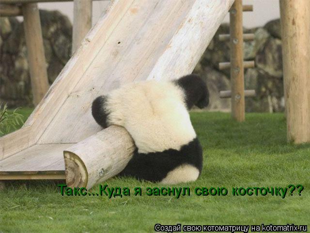 Такс...Куда я заснул свою косточку??... Котоматрица: Такс...Куда я заснул свою косточку??