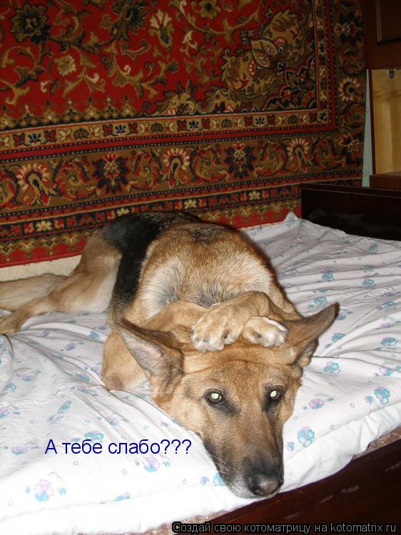 А тебе слабо???... Котоматрица: А тебе слабо???