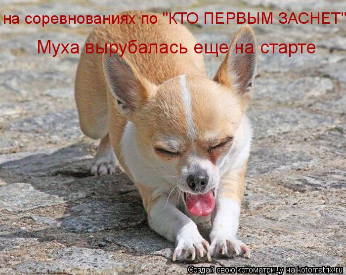 на соревнованиях по "КТО ПЕРВЫМ ЗАСНЕТ" Муха вырубалась еще на старте... Котоматрица: на соревнованиях по "КТО ПЕРВЫМ ЗАСНЕТ" Муха вырубалась еще на старте