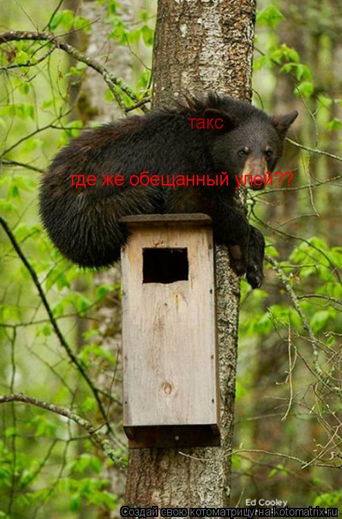 такс где же обещанный улей??... Котоматрица: такс где же обещанный улей??