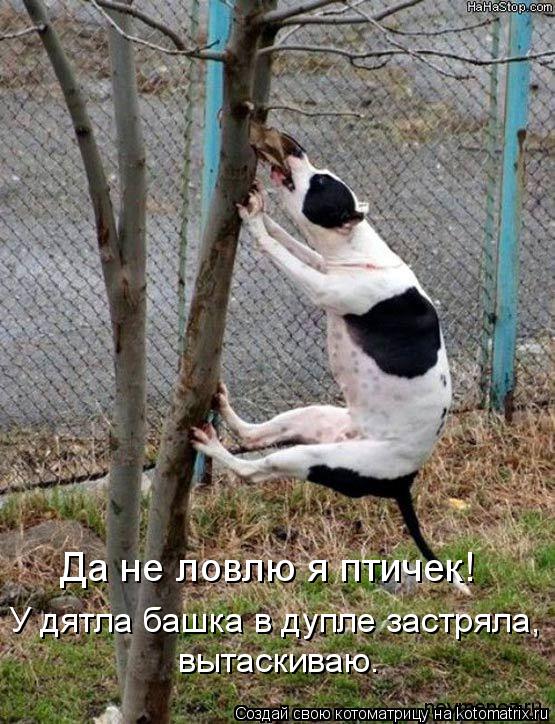 Котоматрица: Да не ловлю я птичек! У дятла башка в дупле застряла, вытаскиваю.