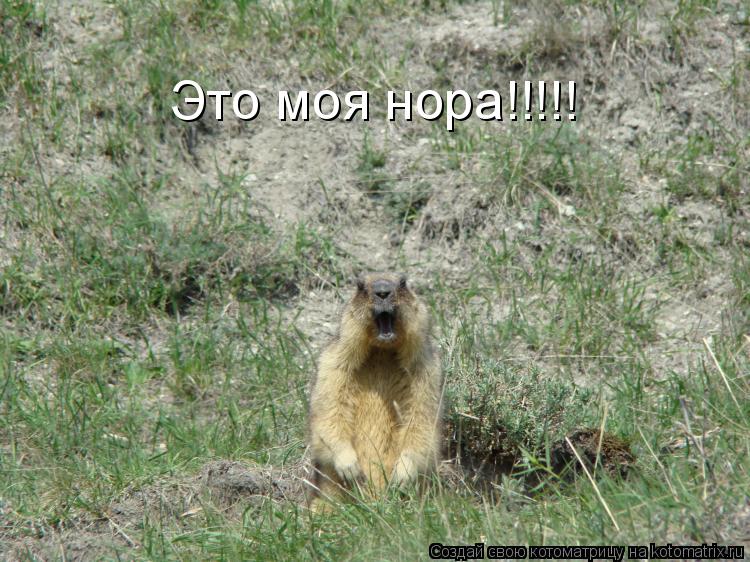 Это моя нора!!!!!... Котоматрица: Это моя нора!!!!!
