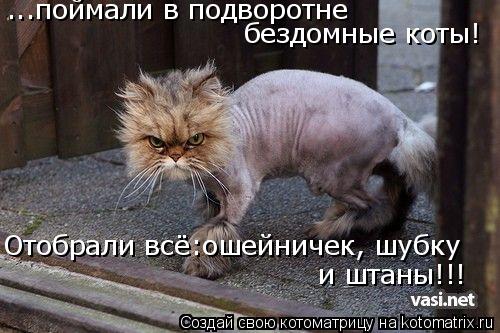 Котоматрица: ...поймали в подворотне  бездомные коты! Отобрали всё:ошейничек, шубку и штаны!!!