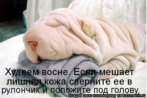 Худеем восне. Если мешает лишняя кожа сверните ее в рулончик и положите под голову.... Котоматрица: Худеем восне. Если мешает лишняя кожа сверните ее в рулончик и положите под голову.