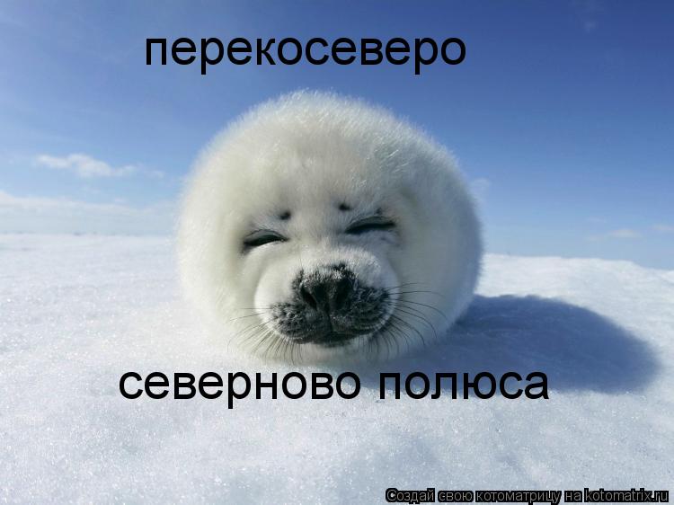 северново полюса перекосеверо... Котоматрица: северново полюса перекосеверо