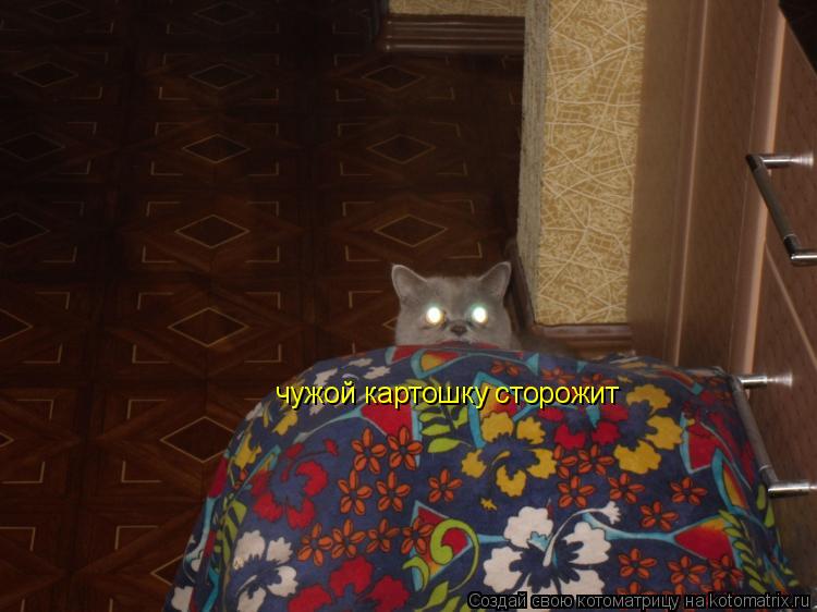 чужой картошку сторожит... Котоматрица: чужой картошку сторожит