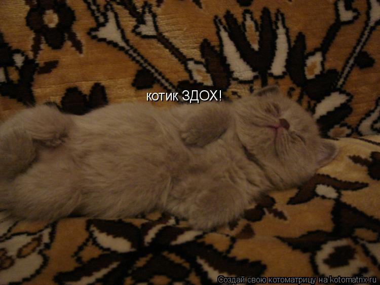 котик ЗДОХ!... Котоматрица: котик ЗДОХ!
