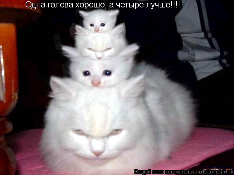 Одна голова хорошо, а четыре лучше!!!!... Котоматрица: Одна голова хорошо, а четыре лучше!!!!