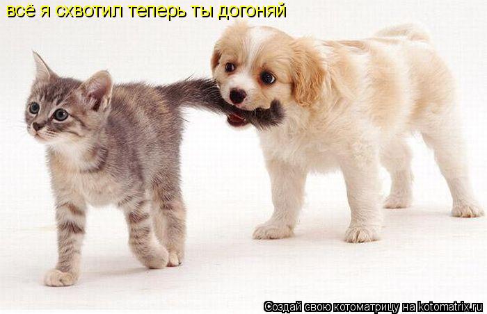 всё я схвотил теперь ты догоняй... Котоматрица: всё я схвотил теперь ты догоняй