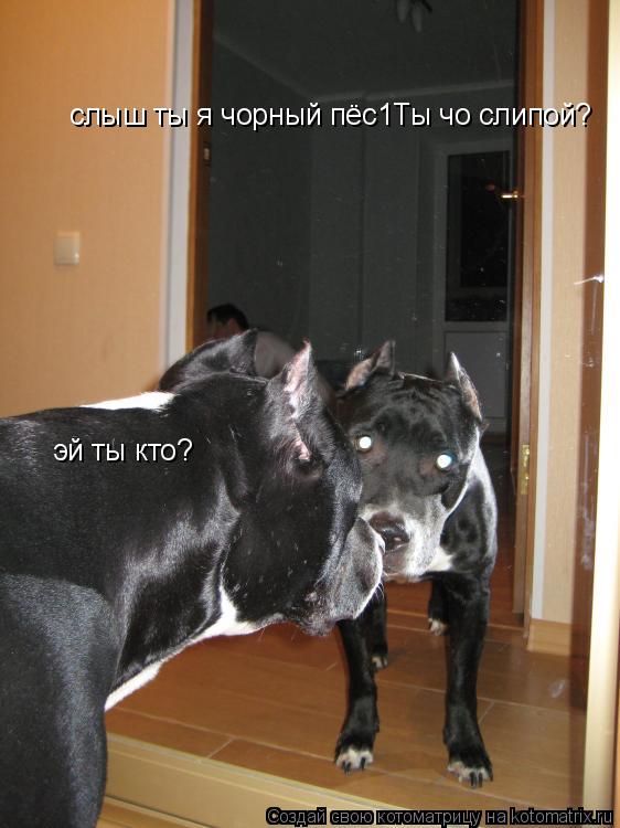 эй ты кто? слыш ты я чорный пёс1Ты чо слипой?... Котоматрица: эй ты кто? слыш ты я чорный пёс1Ты чо слипой?