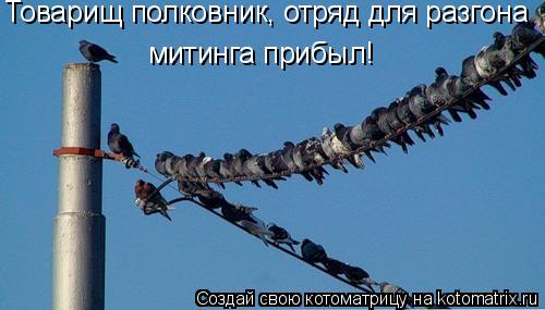 Товарищ полковник, отряд для разгона митинга прибыл!... Котоматрица: Товарищ полковник, отряд для разгона митинга прибыл!