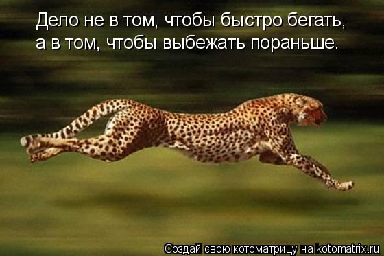 Котоматрица: Дело не в том, чтобы быстро бегать, а в том, чтобы выбежать пораньше.