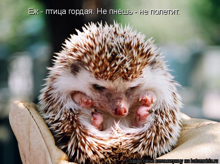 Еж - птица гордая. Не пнёшь - не полетит.... Котоматрица: Еж - птица гордая. Не пнёшь - не полетит.