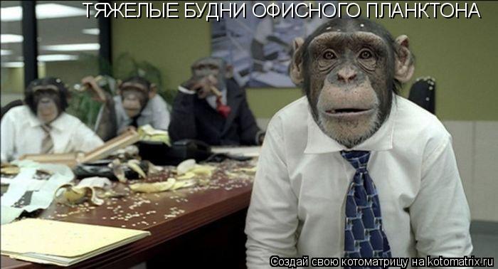 ТЯЖЕЛЫЕ БУДНИ ОФИСНОГО ПЛАНКТОНА... Котоматрица: ТЯЖЕЛЫЕ БУДНИ ОФИСНОГО ПЛАНКТОНА
