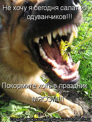 Не хочу я сегодня салат из одуванчиков!!! Покормите хоть в праздник МЯСОМ!!!... Котоматрица: Не хочу я сегодня салат из одуванчиков!!! Покормите хоть в праздник МЯСОМ!!!